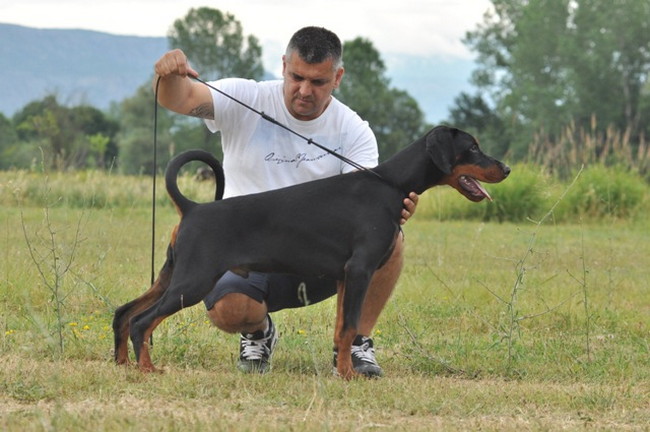 Dobergaarden Forever TomTom